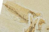Fossil Fish (Knightia) - Green River Formation #224517-3